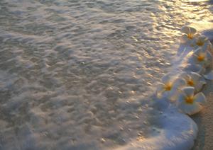 東京でおすすめの動物カフェについて